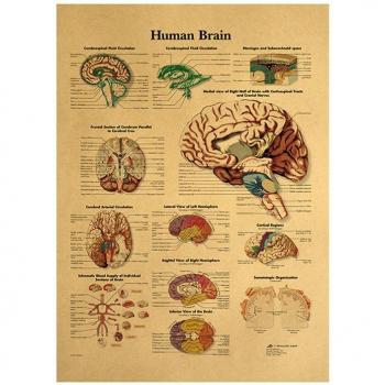 Coffee Menu Tin Sign with Human Body Illustration