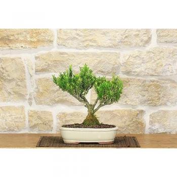 Pollice Verde - Bonsai di Bosso Harlandii