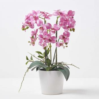 Pink Orchid 54 cm Phalaenopsis in Ceramic Pot Extra Large, 5 Stems
