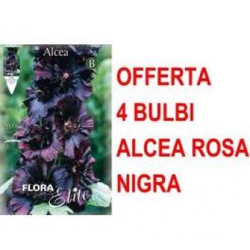 Alcea Rosea Nigra Bulb Set – 4 unità