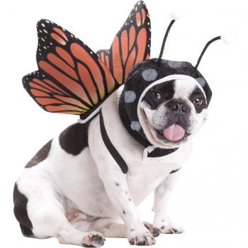 Alas & Sombreros Mágicos para Mascotas