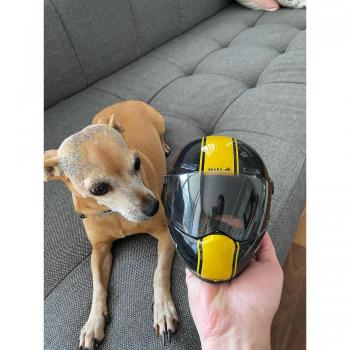 Protector de Cabina Mini Moto Pet