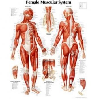 Muscular System with Female Figure Paper Poster