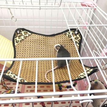 Mini Rattan Pet Hammock for Small Animals