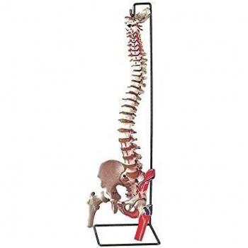 MOD. COLONNA VERTEBRALE CON FEMORI + muscolatura (1 pz.)
