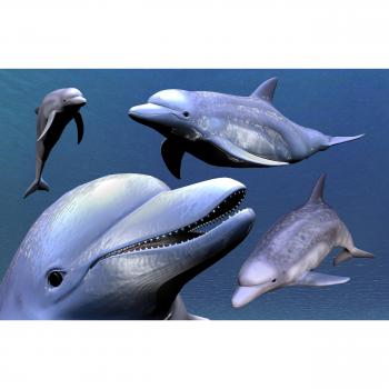 Papermoon Fototapete »Ozeanische Schönheit: Delfin und Zahnwal«