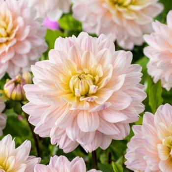 Boîte à Dahlia 'Souvenir de Diana'