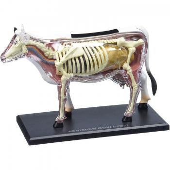 Clear Cow Dissection Model