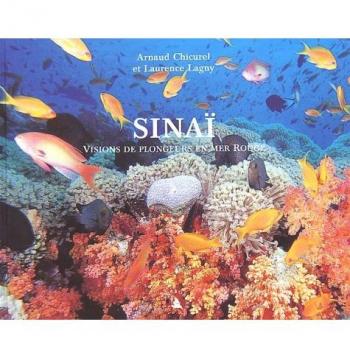 Sinai. visions de plongeurs en mer rouge