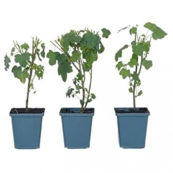 Pflanzenset: 6x Kapmalven 'El Rayo' (Anisodontea capensis)