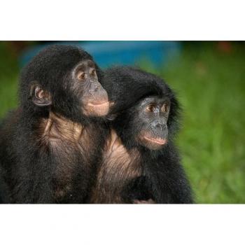 Fototapete Baby Bonobos von Papermoon