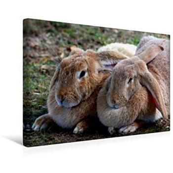 Premium Textil-Leinwand 45 x 30 cm Quer-Format Zwei dicke Freunde | Wandbild von Kattobello