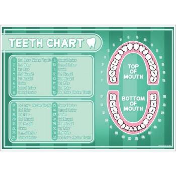 Teeth Chart Poster