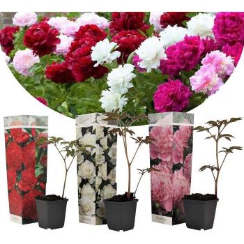 Set de 3 Peonías en Maceta - Paeonia officinalis - Ø9cm - Altura 0-40cm