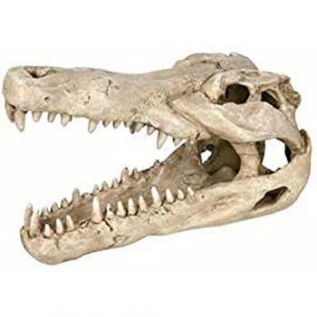 Cráneo de Cocodrilo Trixie, 14 cm