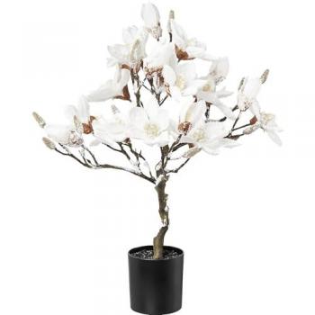 Nieve Perla: Magnolio en Maceta de Kaiserkraft