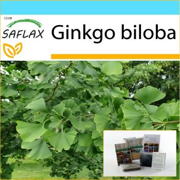 Coffret Cadeau Ginkgo - 4 Graines avec Étiquette, Carte et Substrat