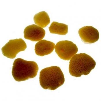 Jakar Natural Sea Sponges - 10 fine textured