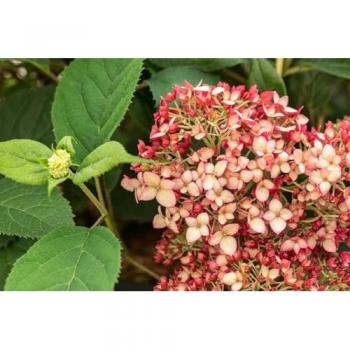 Hortensie Ruby Annabelle – Rubinrot