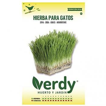 Herbe à Chat en Sachet Verdy