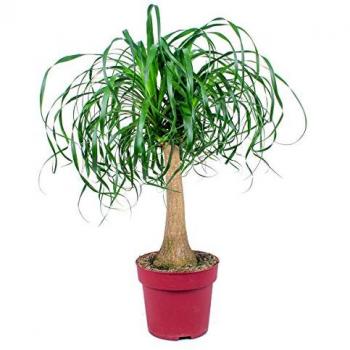 Beaucarnea 'Recurvata' - Patte d'éléphant - plante d'intérieur en pot de pépinière D24 cm - H85 cm
