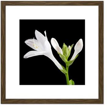 Artery8 De Sousa Hosta Plantaginea: Brown 8x8” Wooden Framed Lily Print