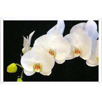 Cartel de metal Hojalata Flor Orquídea Fondo Negro 36325 Decoración Retro Vintage