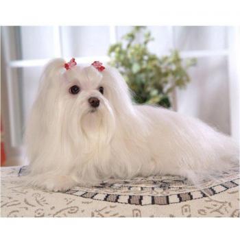 Crema di Perla Maltese 5D 20x30