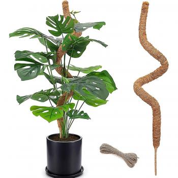 Soporte de Musgo para Monstera