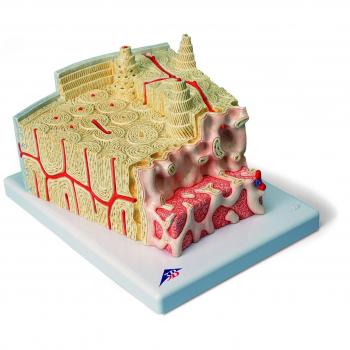 Anatomia Umana: Modello Osseo Ingrandito 80x