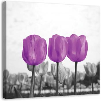 Purple Tulip Meadow Canvas Print 30x30