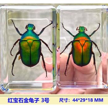Red Skirted Fish Shrimp Crab Specimen in Clear Resin - School Teaching Aid 44x29x18MM