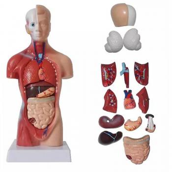 Esqueleto Humano Multicolor 28 cm