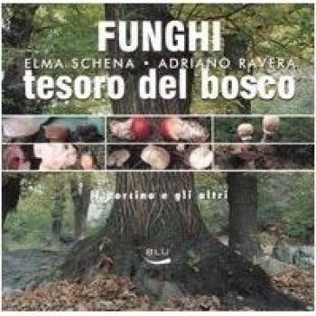 Funghi, tesoro del bosco. Il porcino e gli altri
