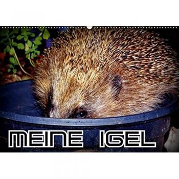 Meine Igel