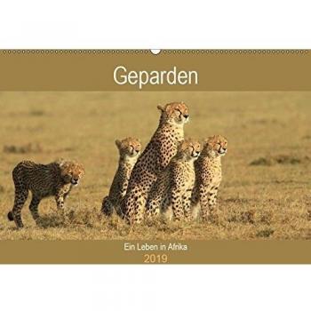 Geparden - Ein Leben in Afrika