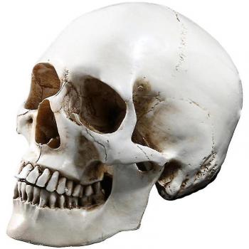 Estatua Anatomicamente Precisa