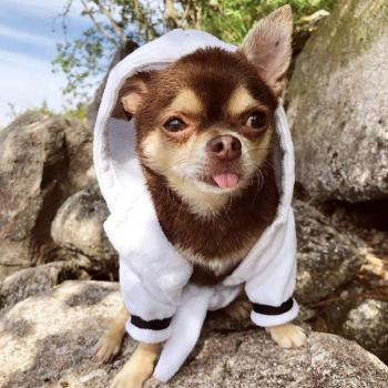 Hundeweste für Französische Bulldoggen im Sommer