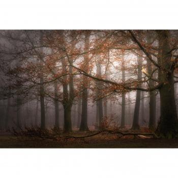 SASKIA DINGEMANS Photo‑Art: Erinnerung im Nebel
