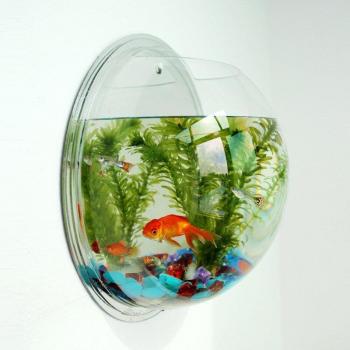 Mini Wall-Mounted Goldfish Aquarium