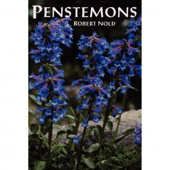 Penstemons