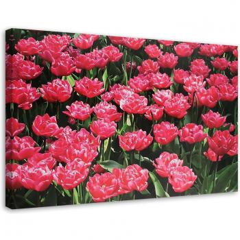 Blühende Tulpenlandschaft 60x40