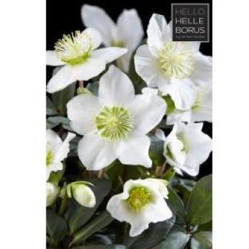 Vaso Helleborus Xmas Rosa di Natale XL