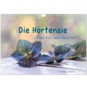 Die Hortensie und ihre vielen Gesichter (Wandkalender 2024 DIN A4 quer) CALVENDO Monatskalender