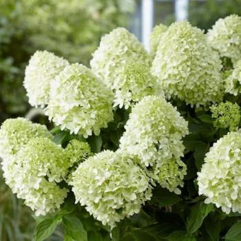 Plant Theory Little Spooky Hydrangea – Outdoor Shrub 2L Green