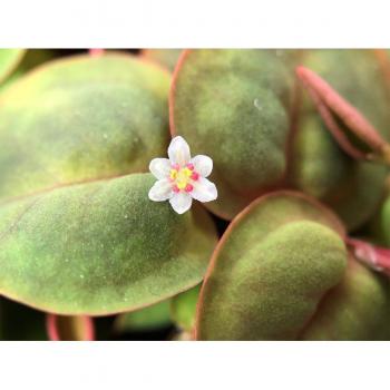 Tropica Phyllanthus fluitans TC (zselés)