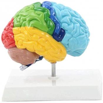 Cuerpo humano en 3D para estudiantes