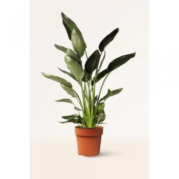 Planta de ave del paraíso - Strelitzia Reginae - 80-100 cm