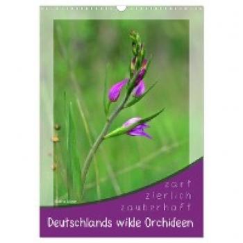 Deutschlands wilde Orchideen (Wandkalender 2024 DIN A3 hoch) CALVENDO Monatskalender