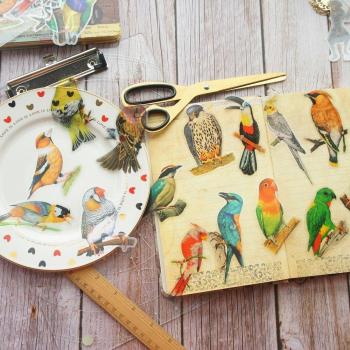 Dschungel Vogel Sticker Kollektion